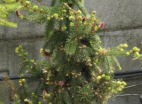 Smrk ztepilý 'Acrocona' - Picea abies 'Acrocona'