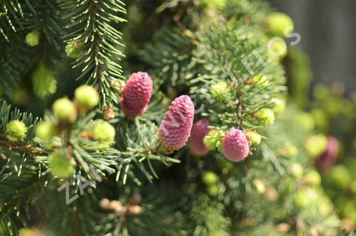 Smrk ztepilý 'Acrocona' - Picea abies 'Acrocona'