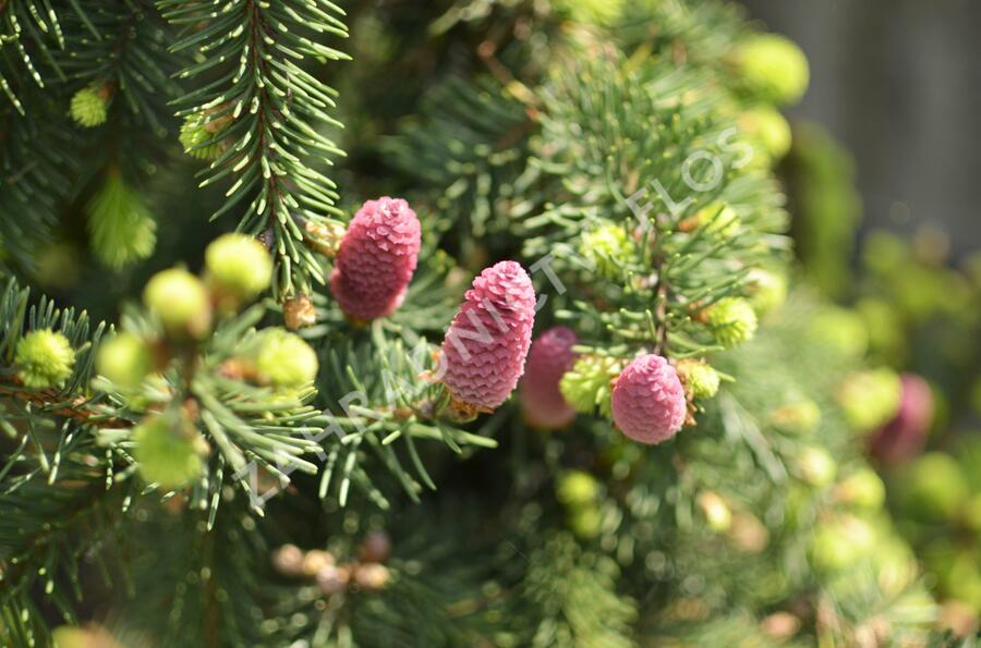 Smrk ztepilý 'Acrocona' - Picea abies 'Acrocona'