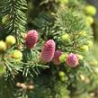 Smrk ztepilý 'Acrocona' - Picea abies 'Acrocona'
