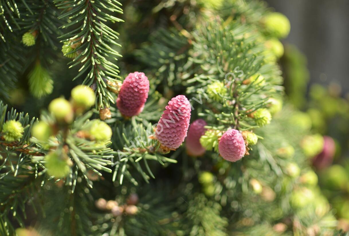 Smrk ztepilý 'Acrocona' - Picea abies 'Acrocona'