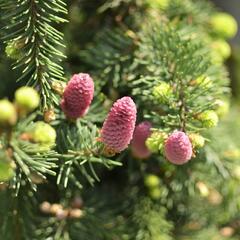Smrk ztepilý 'Acrocona' - Picea abies 'Acrocona'