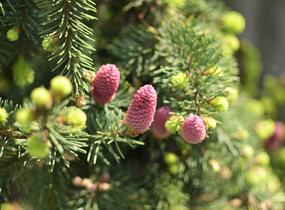 Smrk ztepilý 'Acrocona' - Picea abies 'Acrocona'