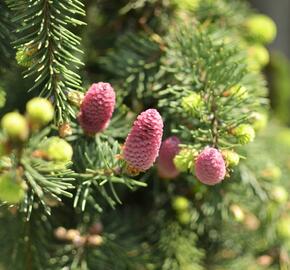 Smrk ztepilý 'Acrocona' - Picea abies 'Acrocona'