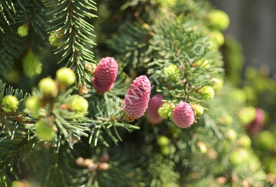 Smrk ztepilý 'Acrocona' - Picea abies 'Acrocona'