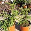 Smrk ztepilý 'Acrocona' - Picea abies 'Acrocona'