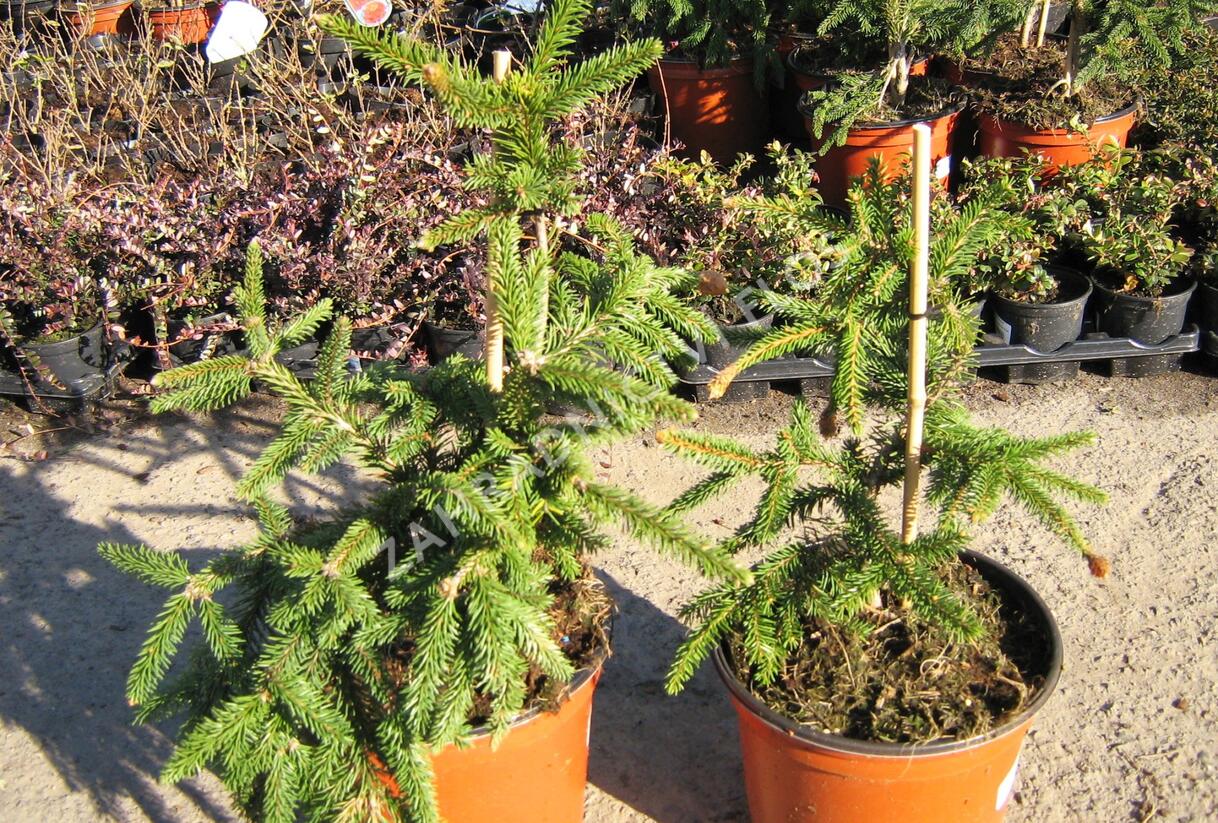 Smrk ztepilý 'Acrocona' - Picea abies 'Acrocona'