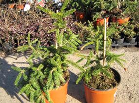 Smrk ztepilý 'Acrocona' - Picea abies 'Acrocona'