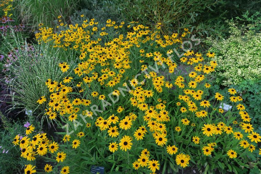 Třapatka zářivá 'Goldsturm' - Rudbeckia fulgida 'Goldsturm'