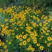 Třapatka zářivá 'Goldsturm' - Rudbeckia fulgida 'Goldsturm'