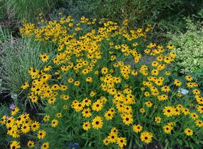 Třapatka zářivá 'Goldsturm' - Rudbeckia fulgida 'Goldsturm'