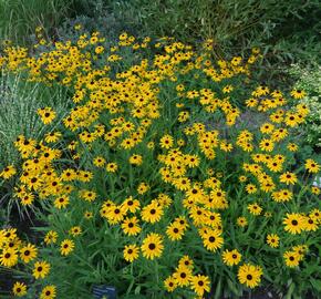 Třapatka zářivá 'Goldsturm' - Rudbeckia fulgida 'Goldsturm'