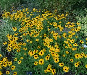 Třapatka zářivá 'Goldsturm' - Rudbeckia fulgida 'Goldsturm'