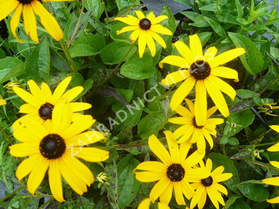 Třapatka zářivá 'Goldsturm' - Rudbeckia fulgida 'Goldsturm'