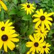 Třapatka zářivá 'Goldsturm' - Rudbeckia fulgida 'Goldsturm'