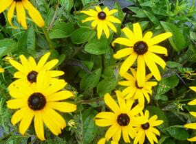 Třapatka zářivá 'Goldsturm' - Rudbeckia fulgida 'Goldsturm'