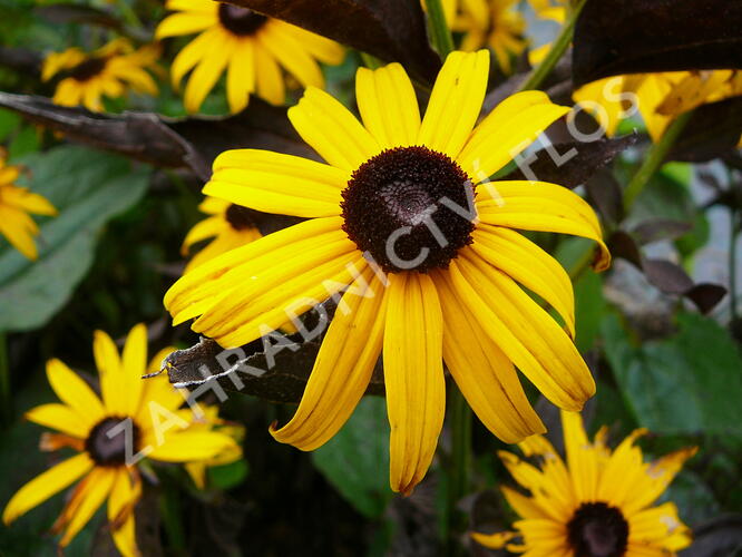 Třapatka zářivá 'Goldsturm' - Rudbeckia fulgida 'Goldsturm'