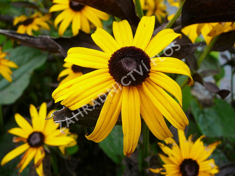 Třapatka zářivá 'Goldsturm' - Rudbeckia fulgida 'Goldsturm'