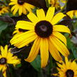 Třapatka zářivá 'Goldsturm' - Rudbeckia fulgida 'Goldsturm'