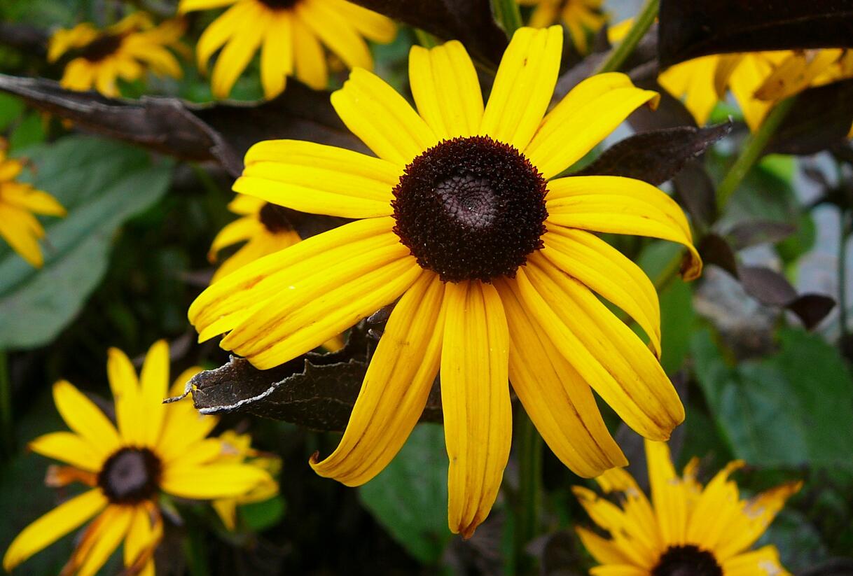 Třapatka zářivá 'Goldsturm' - Rudbeckia fulgida 'Goldsturm'