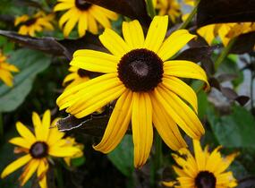Třapatka zářivá 'Goldsturm' - Rudbeckia fulgida 'Goldsturm'