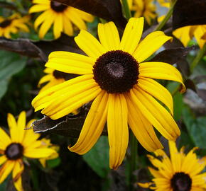 Třapatka zářivá 'Goldsturm' - Rudbeckia fulgida 'Goldsturm'