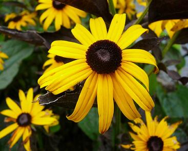 Třapatka zářivá 'Goldsturm'