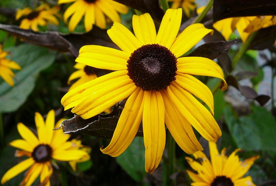 Třapatka zářivá 'Goldsturm' - Rudbeckia fulgida 'Goldsturm'