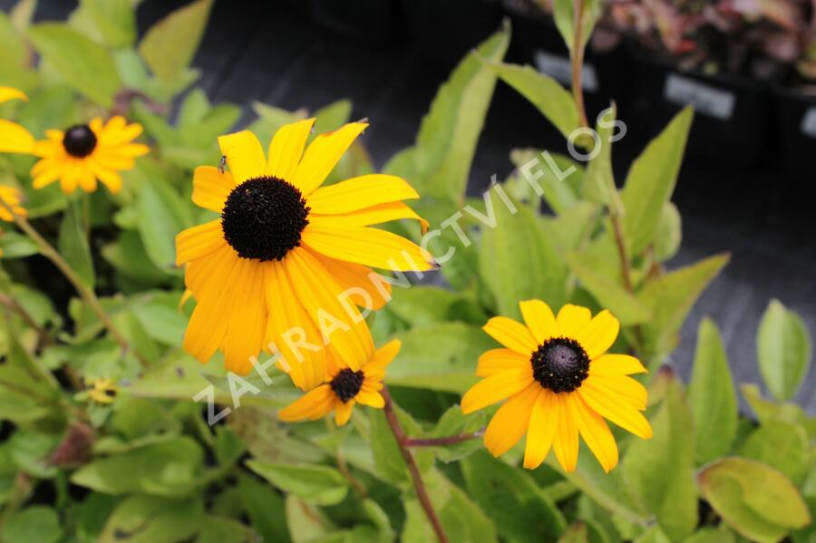 Třapatka zářivá 'Goldsturm' - Rudbeckia fulgida 'Goldsturm'