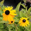 Třapatka zářivá 'Goldsturm' - Rudbeckia fulgida 'Goldsturm'