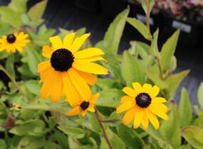 Třapatka zářivá 'Goldsturm' - Rudbeckia fulgida 'Goldsturm'