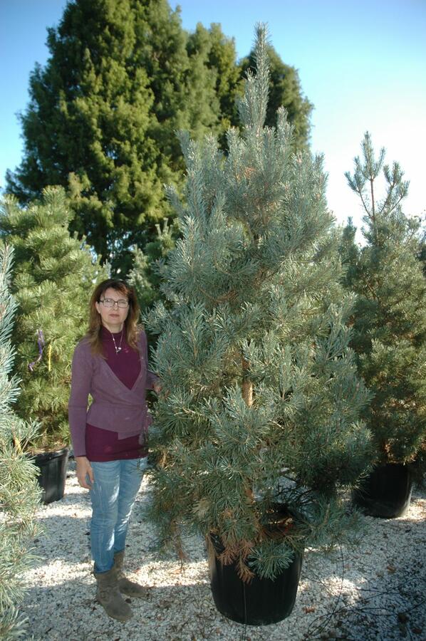 Borovice lesní 'Glauca' - Pinus sylvestris 'Glauca'