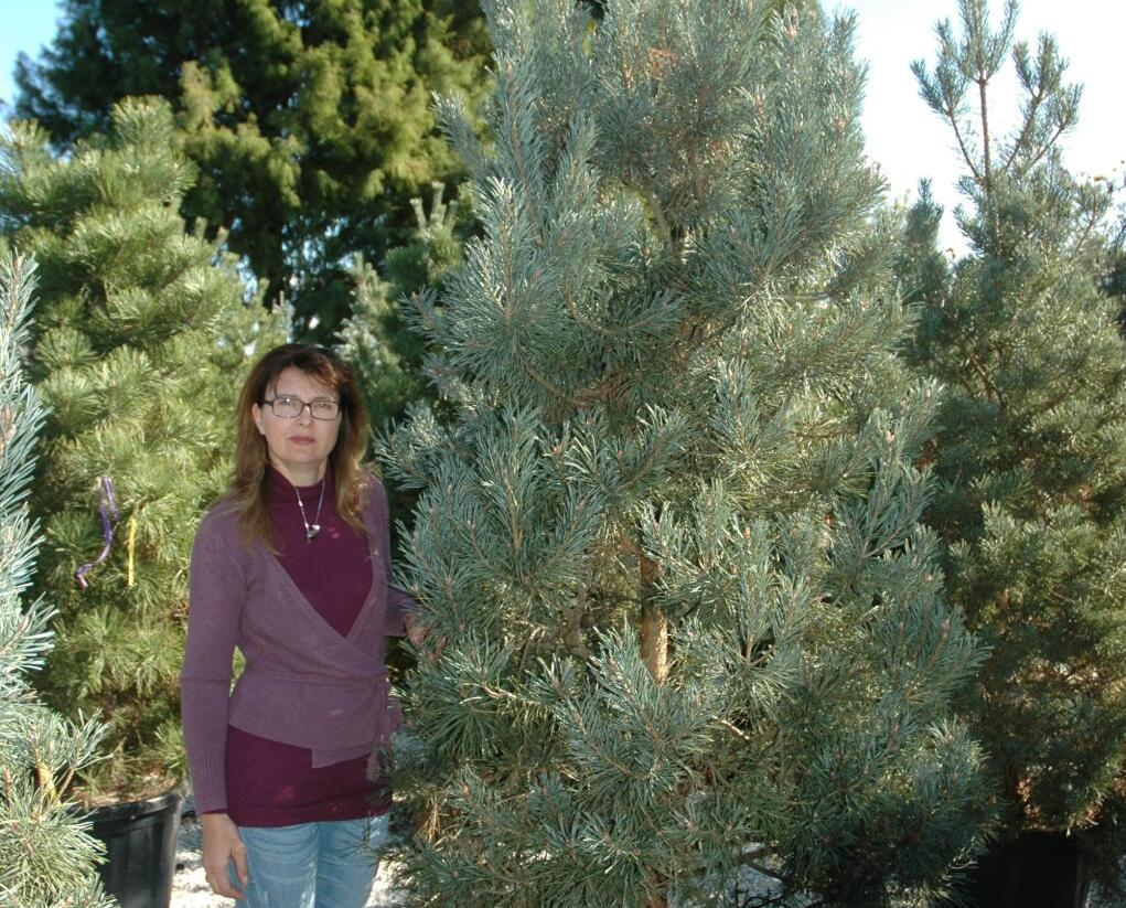 Borovice lesní 'Glauca' - Pinus sylvestris 'Glauca'