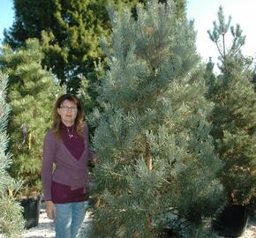Borovice lesní 'Glauca' - Pinus sylvestris 'Glauca'