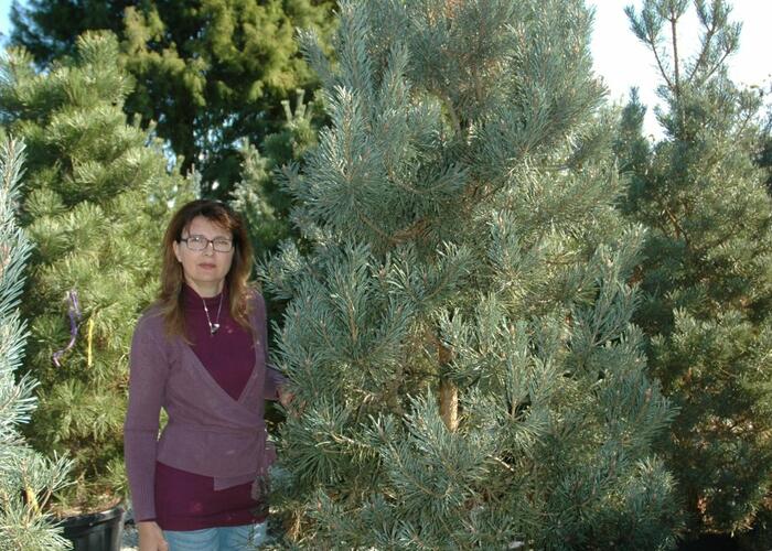 Borovice lesní 'Glauca' - Pinus sylvestris 'Glauca'