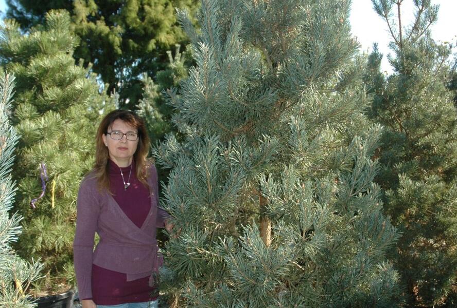Borovice lesní 'Glauca' - Pinus sylvestris 'Glauca'