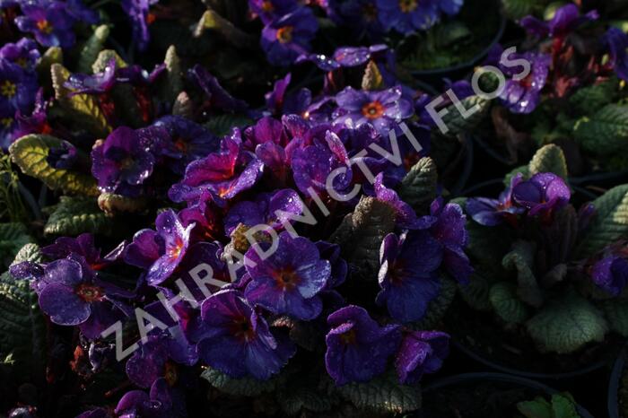 Prvosenka 'Wanda Blue' - Primula juliae 'Wanda Blue'