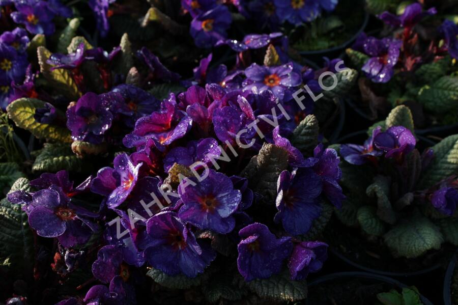 Prvosenka 'Wanda Blue' - Primula juliae 'Wanda Blue'