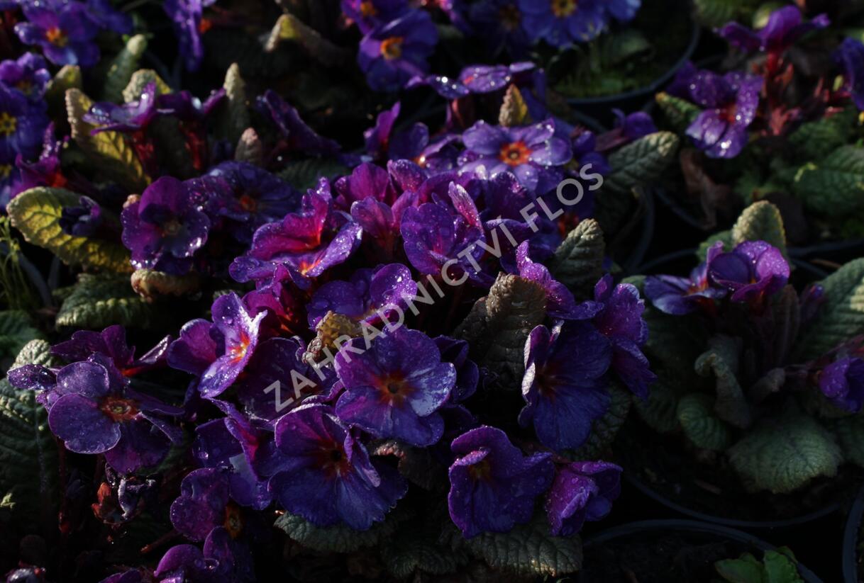 Prvosenka 'Wanda Blue' - Primula juliae 'Wanda Blue'