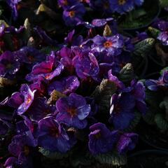 Prvosenka 'Wanda Blue' - Primula juliae 'Wanda Blue'