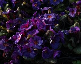 Prvosenka 'Wanda Blue'