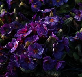 Prvosenka 'Wanda Blue' - Primula juliae 'Wanda Blue'