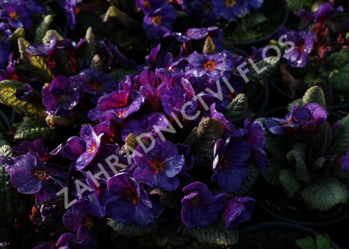 Prvosenka 'Wanda Blue' - Primula juliae 'Wanda Blue'