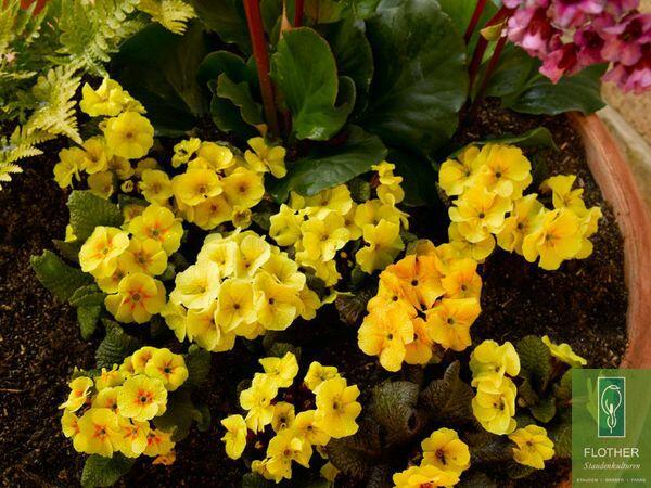Prvosenka 'Wanda Apricot' - Primula juliae 'Wanda Apricot'