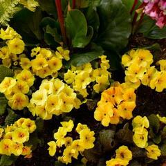 Prvosenka 'Wanda Apricot' - Primula juliae 'Wanda Apricot'