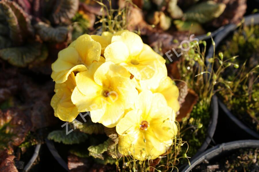 Prvosenka 'Wanda Apricot' - Primula juliae 'Wanda Apricot'