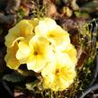 Prvosenka 'Wanda Apricot' - Primula juliae 'Wanda Apricot'