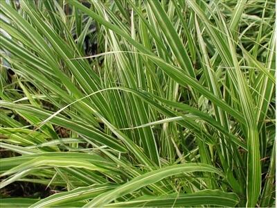 Rákosník japonský 'Albostriata' - Hakonechloa macra 'Albostriata'