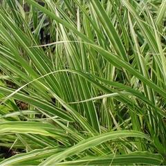 Rákosník japonský 'Albostriata' - Hakonechloa macra 'Albostriata'