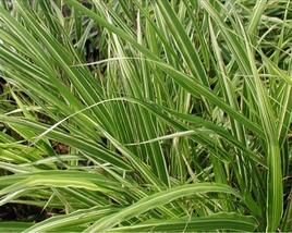 Rákosník japonský 'Albostriata'